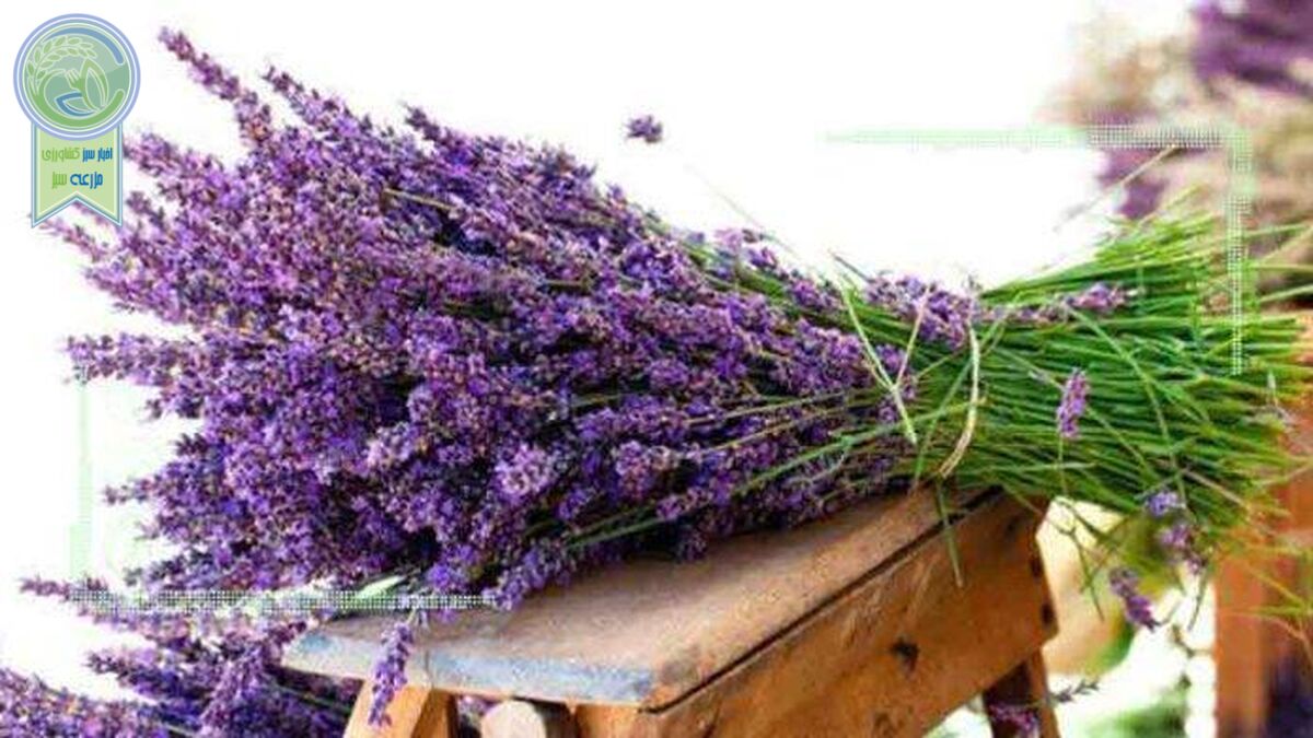حفاظت از خاک با کشت اسطوخودوس