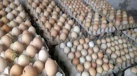 هر کیلو تخم مرغ ۵۶ هزار تومان شد