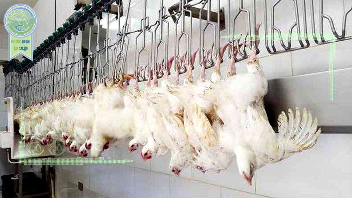 اقتصاد دستوری بلای جان مرغداران