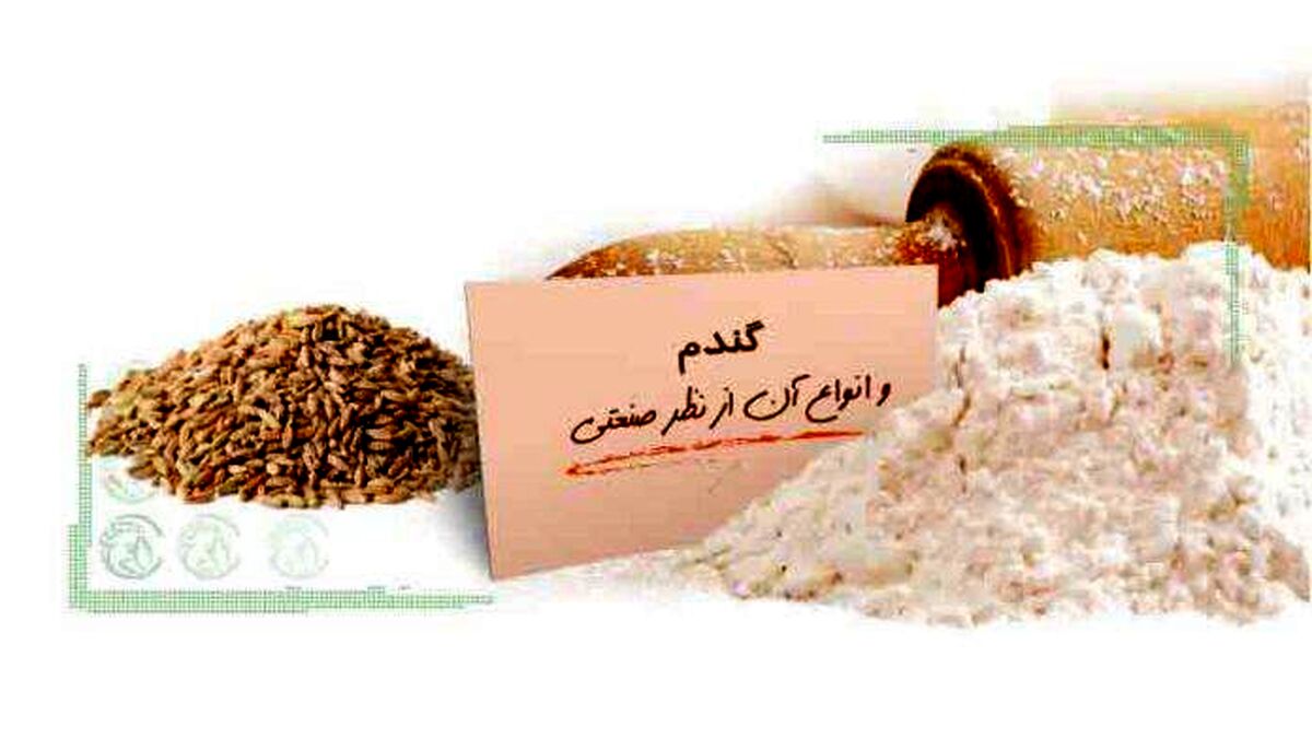 گندم و انواع آن از نظر صنعتی+ جدول