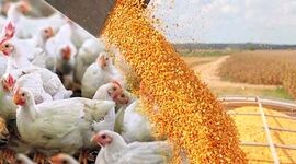 نهاده دامی فعلاً هست؛ اما زنگ خطر برای ماه‌های آینده به صدا درآمد