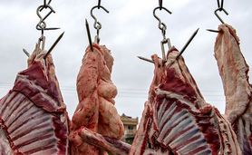توزیع روزانه ۲۵۰ تا ۳۰۰ تن گوشت گرم

