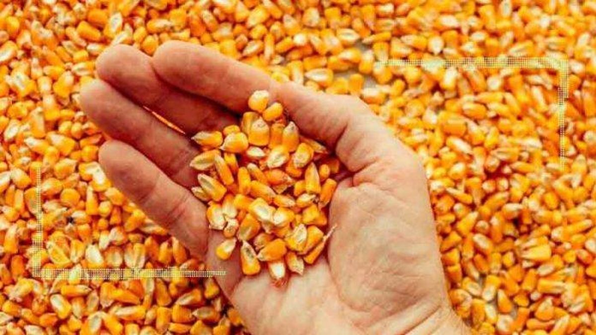 کمبود حتمی ذرت و سویا در بازار