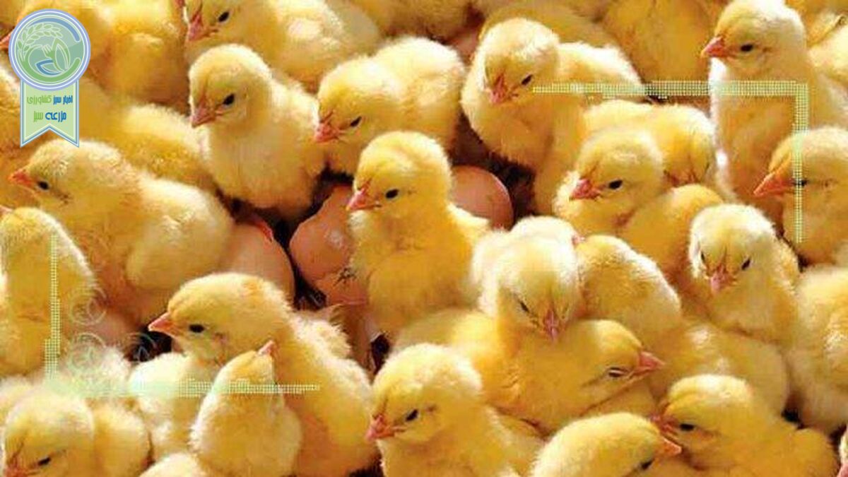 هشدار کارشناسان نسبت به کاهش تولید جوجه یک روزه