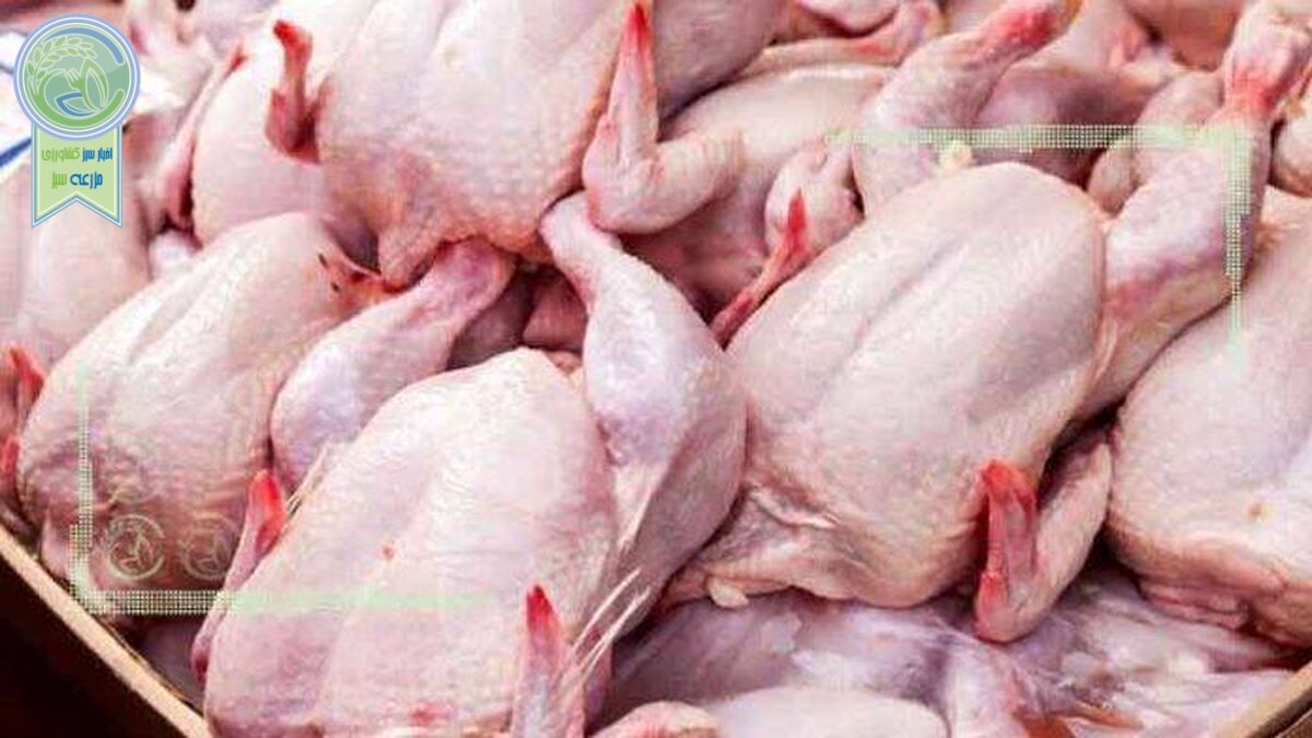 مرغ نخریم تولیدکننده نابود خواهد شد