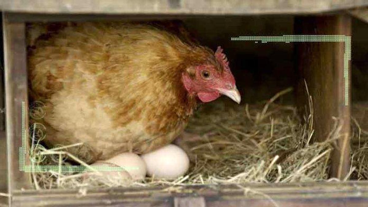 افزایش 2برابری قیمت جهانی مرغ و تخم‌مرغ طی 4ماه اخیر