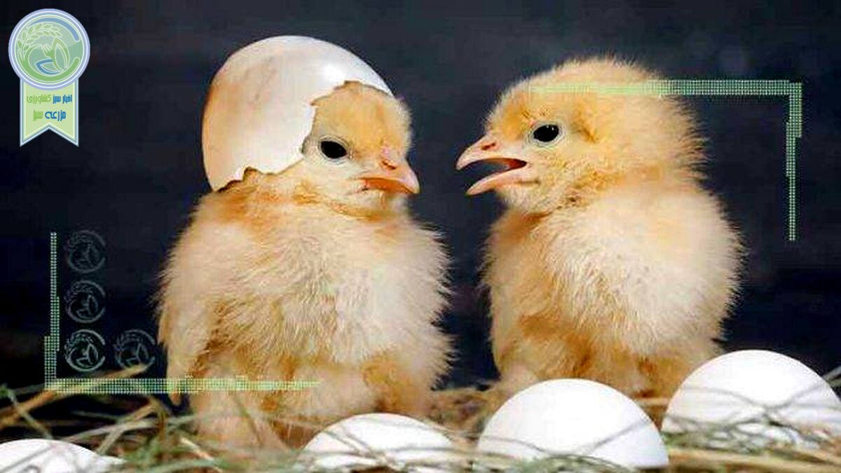 با خرید مرغ و تخم‌مرغ از امنیت غذایی کشور حمایت کنید