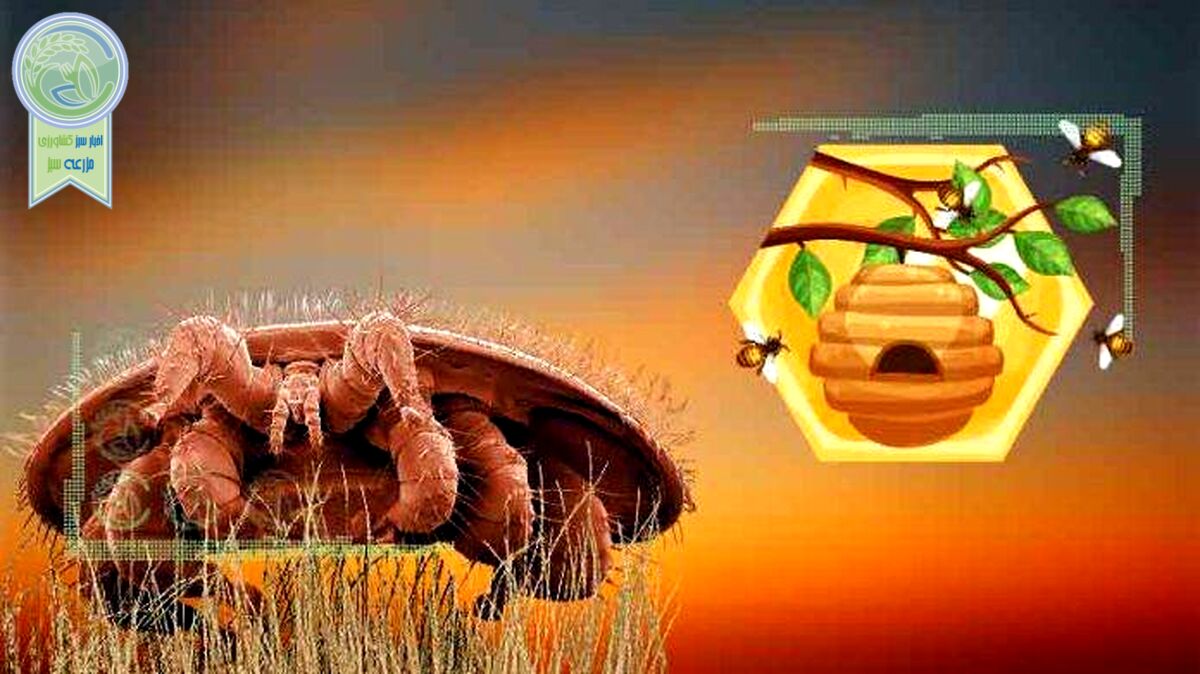 زنبورعسل و مقاومت به کنه واروا