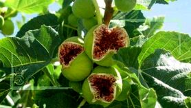۴۰۰ هکتار از باغات انجیر پلدختر در حال خشک شدن