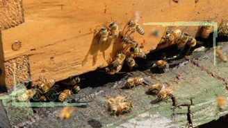 انفعال وزارت جهاد کشاورزی در برابر مرگ زنبورها