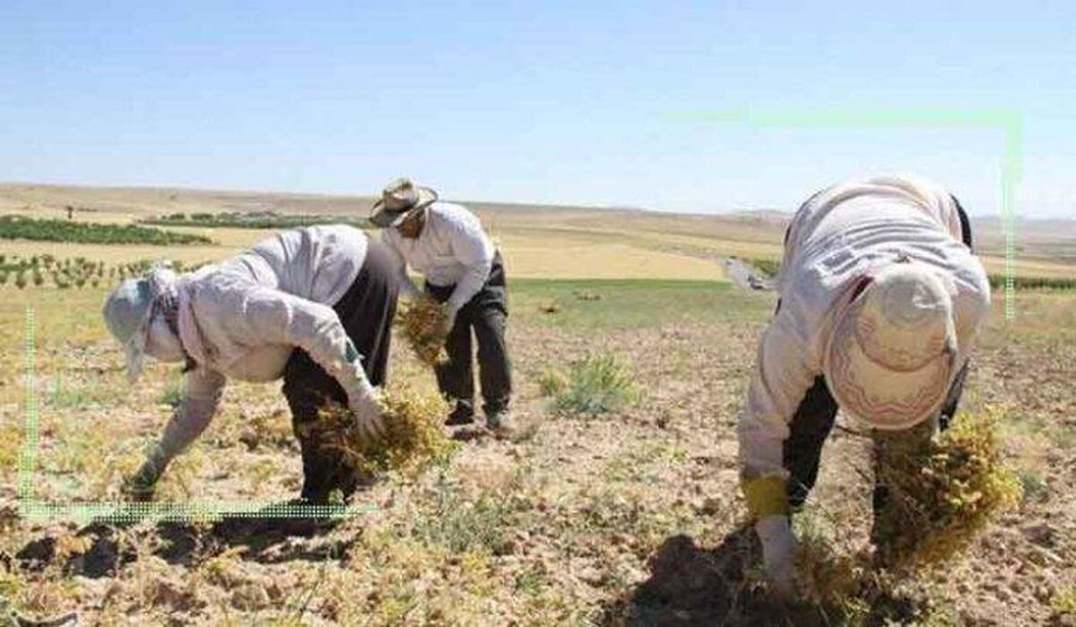 علمی شدن کشاورزی؛ مسیری دشوار اما ضروری