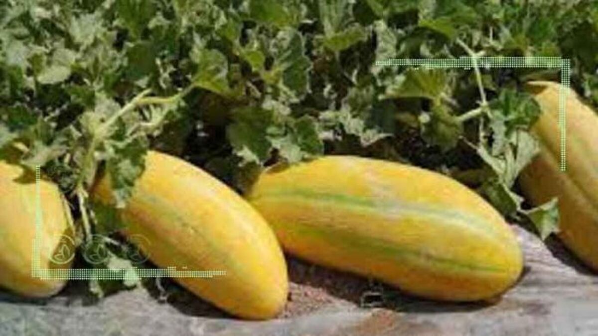 خداحافظی محصولات آب‌بر با زمین‌های کشاورزی