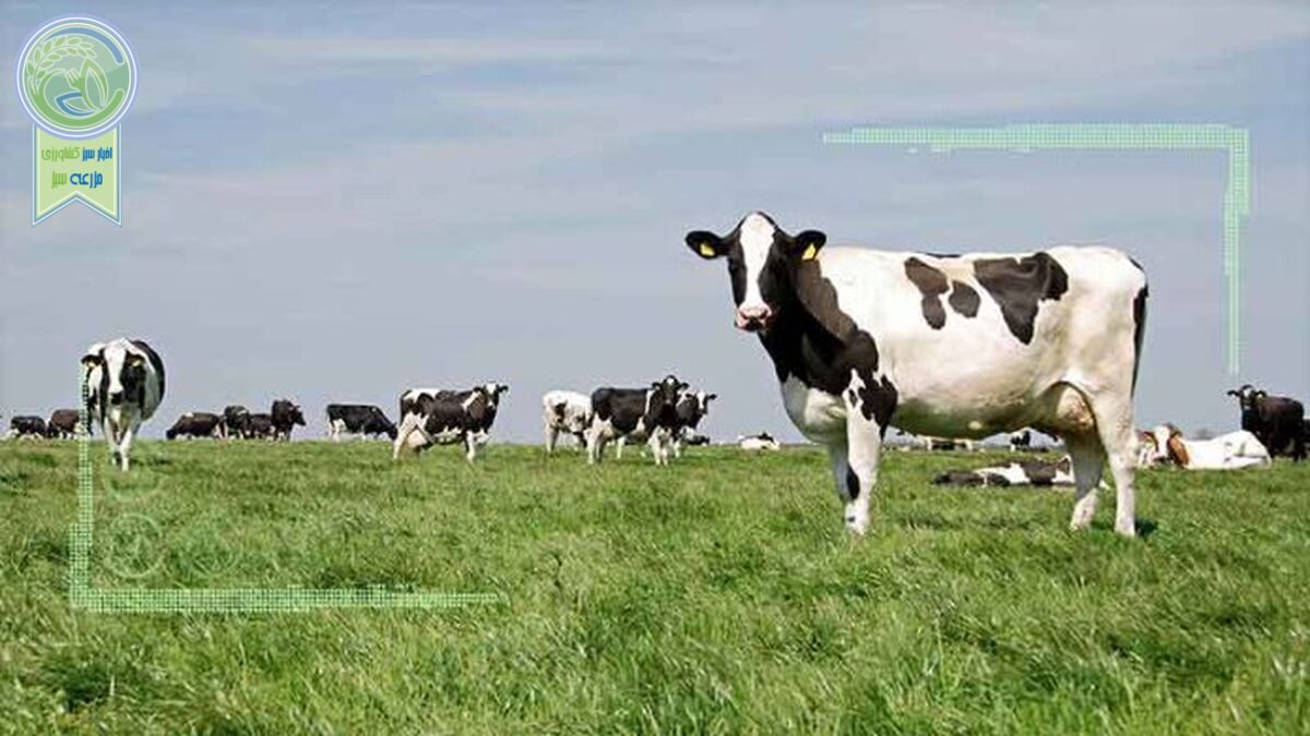 ضرر 50هزار تومانی دامداران در فروش هر کیلو دام سنگین