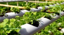 دست‌یابی به اقتصاد پایدار با تحقق کشاورزی دانش بنیان