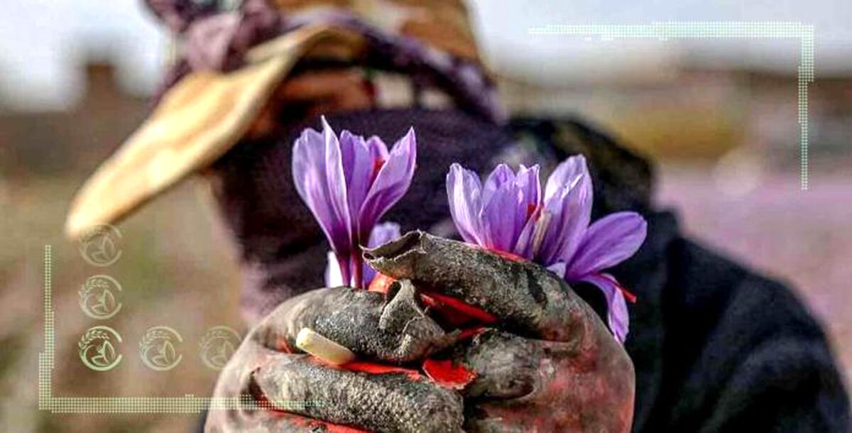 کاهش 60 درصدی صادرات زعفران در فروردین