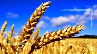 قیمت جهانی گندم باز هم افزایش یافت