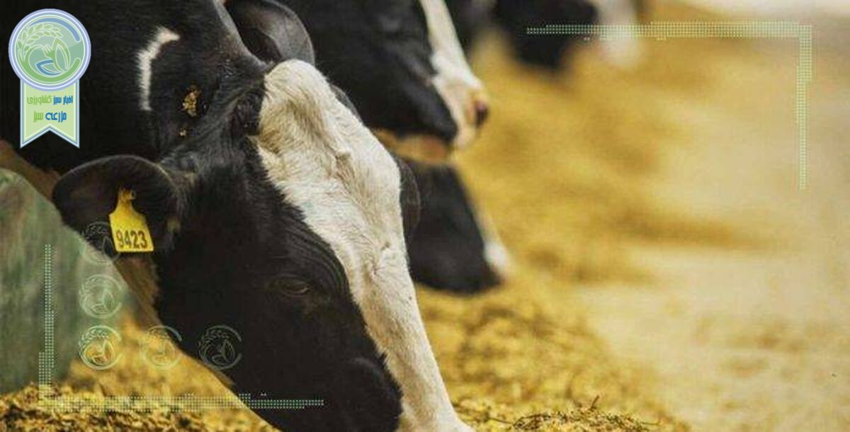 احتمال فروش نهاده های دامی در بازار سیاه