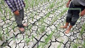 ۷۰ درصد خسارت ناشی از خشکسالی به کشاورزان پرداخت شد