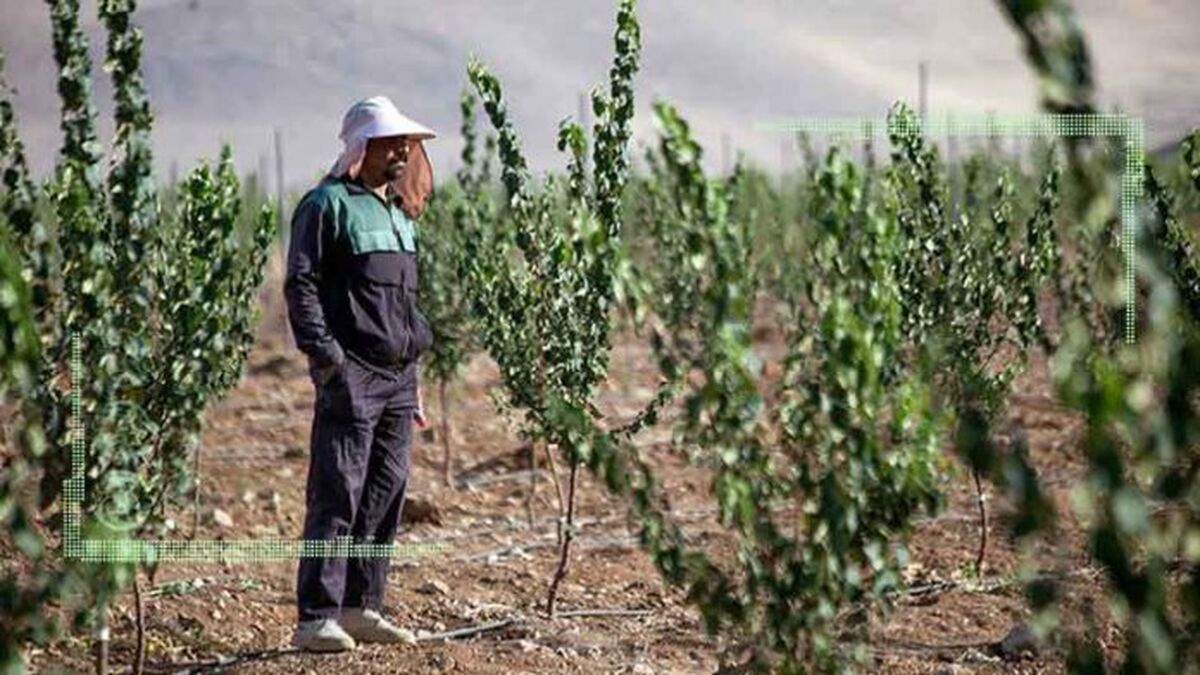 کشاورزان از قطعی برق به ستوه آمده‌اند