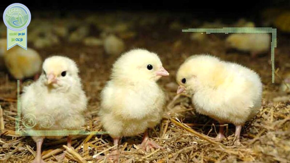 صدور 16 تن جوجه یکروزه گوشتی به افغانستان در سه ماه اخیر
