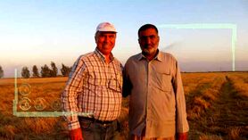 کشت مستقیم پنبه روی بقایای محصول قبلی