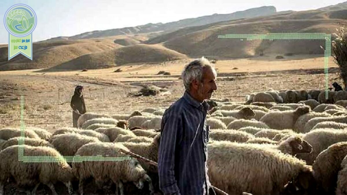 شعارهایی با هدف گشایش صادرات دام