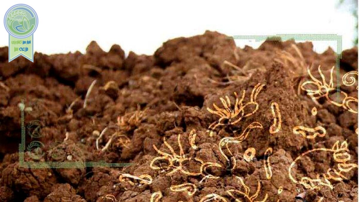 عوارض اضافه کردن قارچ‌های غیربومی به خاک