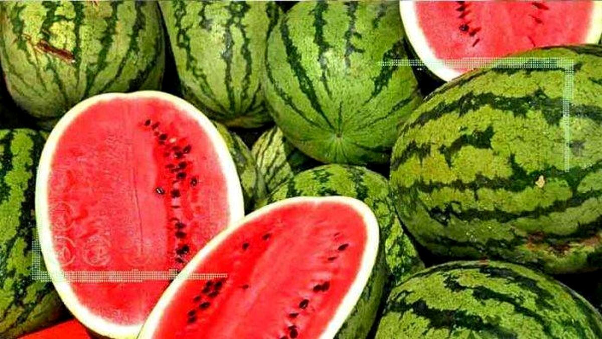 برداشت بیش از ۱۷ هزار تن هندوانه در پلدشت