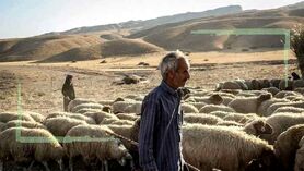 نیاز خرید تضمینی دام مازاد برای ادامه تولید
