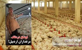 مرغداران در آتش بی‌تدبیری؛ فریاد یک مرغدار اردبیلی از نابودی ۵۵ هزار مرغ گرسنه+ویدئو