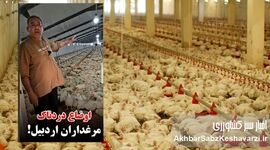 مرغداران در آتش بی‌تدبیری؛ فریاد یک مرغدار اردبیلی از نابودی ۵۵ هزار مرغ گرسنه+ویدئو