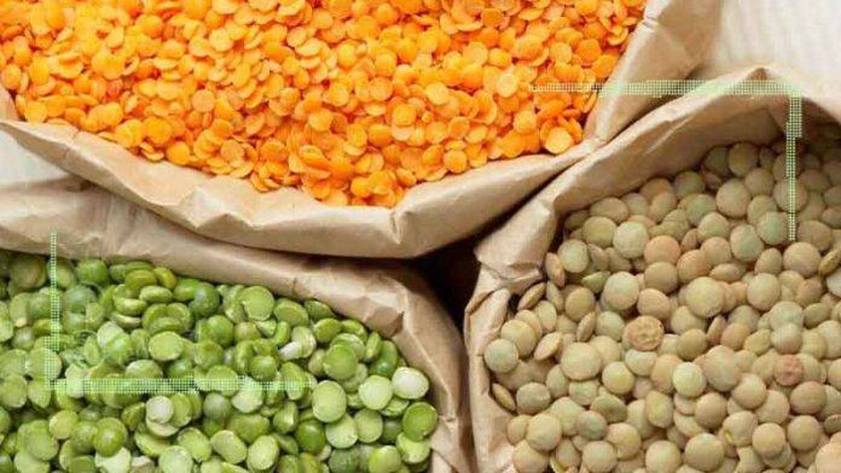 تجمع صادرکنندگان برای رفع ممنوعیت صادرات آخال حبوبات