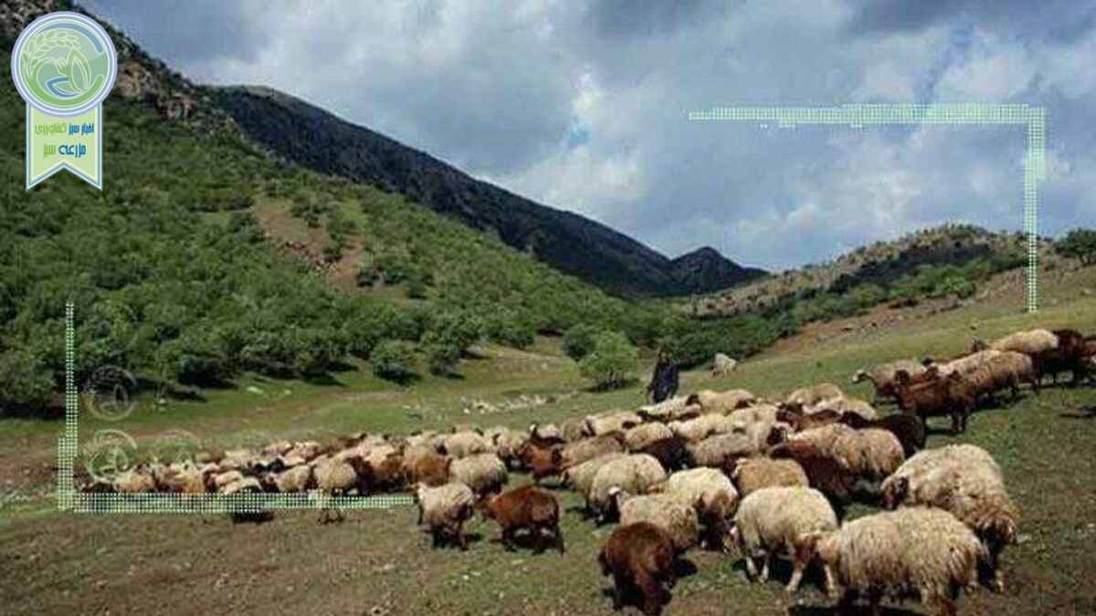 چرای ۳۶ میلیون دام در جنگل‌های زاگرس