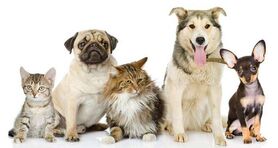 6 نکته برای مراقبت از حیوانات خانگی
