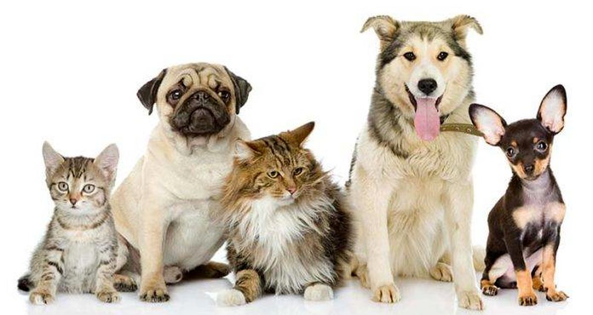 6 نکته برای مراقبت از حیوانات خانگی