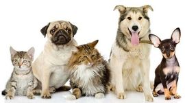 6 نکته برای مراقبت از حیوانات خانگی