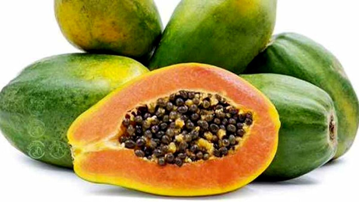 گیاه پاپایا، دنیایی از خاصیت