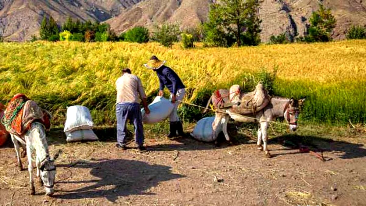 اجرای کشت قراردادی مستلزم تامین منابع مالی