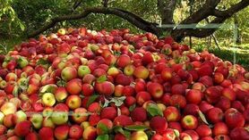داستان تکراری چاره اندیشی برای سیب آذربایجان