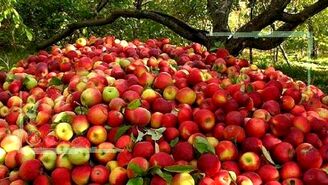 داستان تکراری چاره اندیشی برای سیب آذربایجان