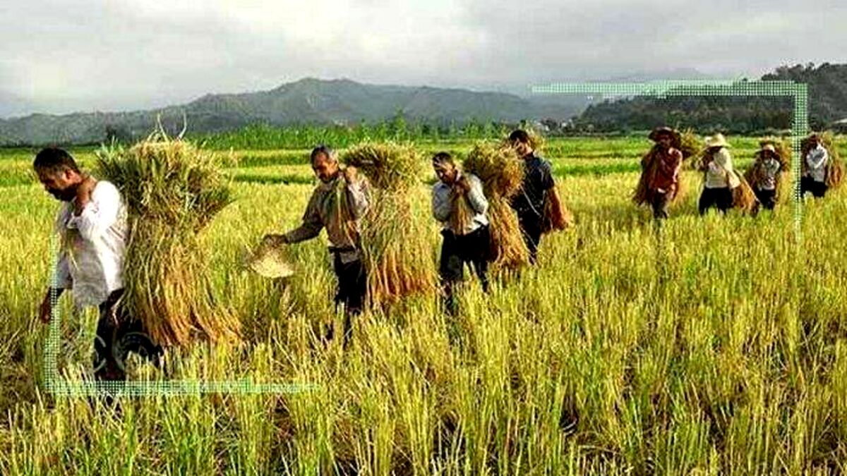 ابلاغ برنامه الگوی کشت در مهر ‌امسال