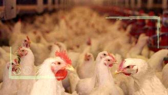 کاهش 30 درصدی تولید مرغ درپی کمبود نهاده