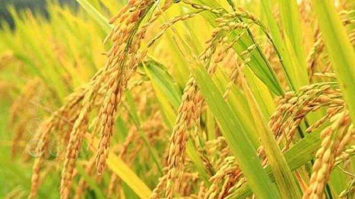 خشکه کاری برنج راهی برای مقابله با خشکسالی