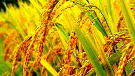 خشکه کاری برنج راهی برای مقابله با خشکسالی