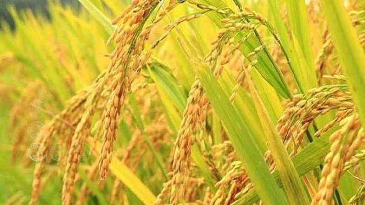 خشکه کاری برنج راهی برای مقابله با خشکسالی