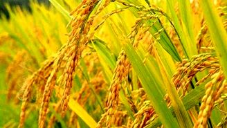 خشکه کاری برنج راهی برای مقابله با خشکسالی