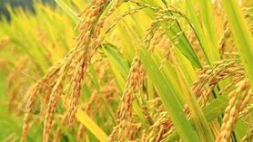 خشکه کاری برنج راهی برای مقابله با خشکسالی