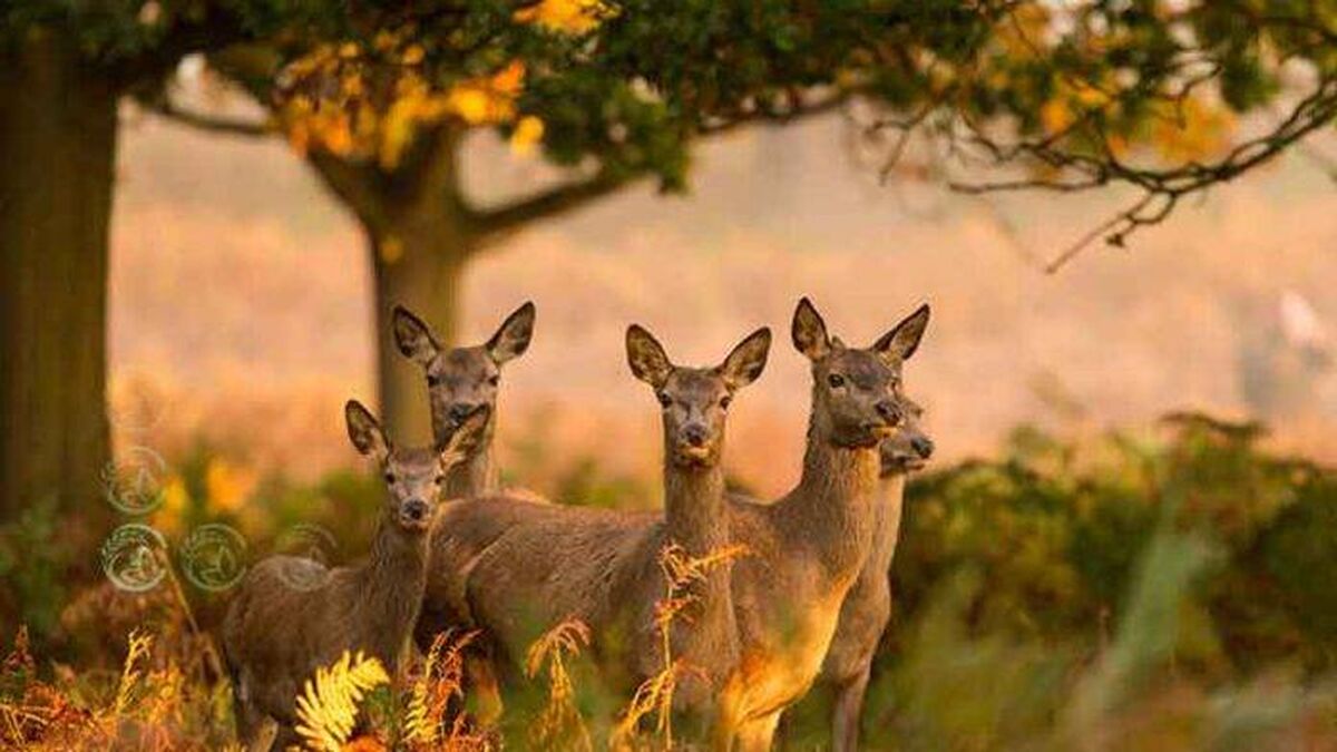 برپایی چادرهای «گاوبانگی» در جنگل های هیرکانی