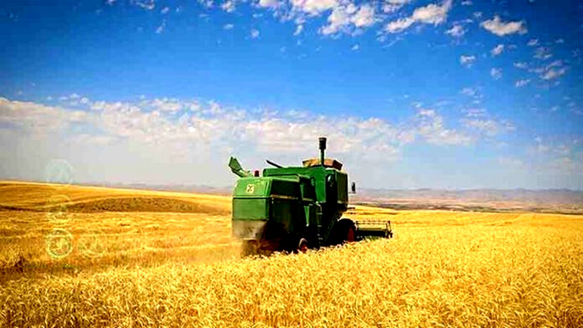 خودکفایی گندم؛ آری شود اما