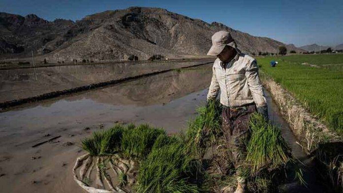 خودکفایی محصولات راهبردی در برنامه ششم محقق نشد